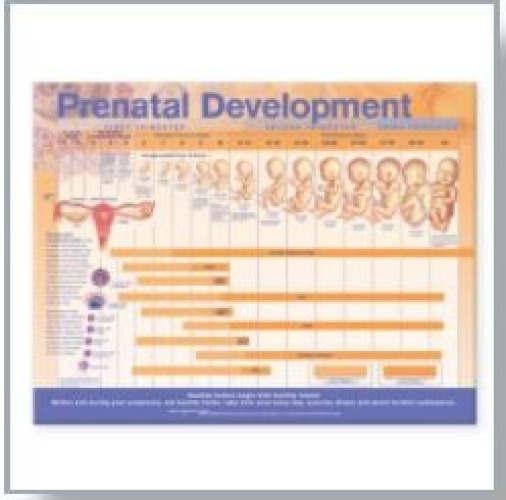 Wolter Kluwer Health Inc - 9780781782272 Anatomical Chart Prenatal Development 20 X 26 Inch Heavy Paper Wall Mount Laminated