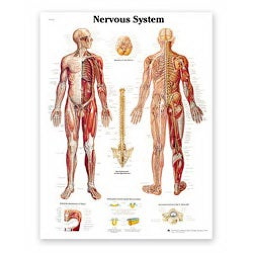 Nasco Healthcare - SB41523 Anatomical Chart American 3B Scientific® Nervous System Paper Glossy