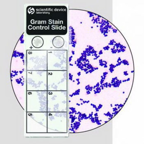 StatLab Medical Products - 361 Microbial Identification Control Gram Stain Positive Level 50 Slides