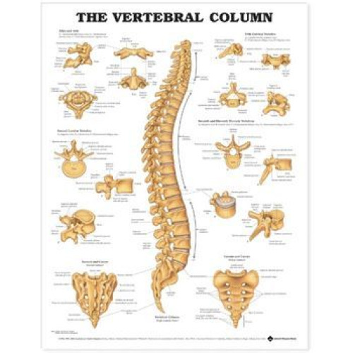 Performance Health - 081631811 Anatomical Chart Vertebral Column 20 X 26 Inch Premium Paper Wall Mount Gloss