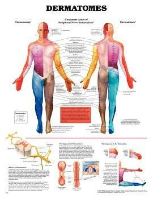 Performance Health - 081052596 Anatomical Chart Dermatomes 20 X 26 Inch Plastic Metal Eyelets Laminated