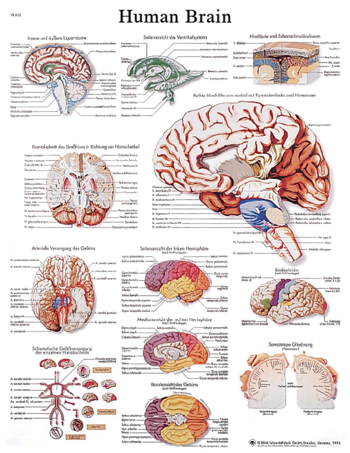 Fabrication Enterprises - 12-4600L Anatomical Chart Human Brain 20 X 25 Inch Laminated