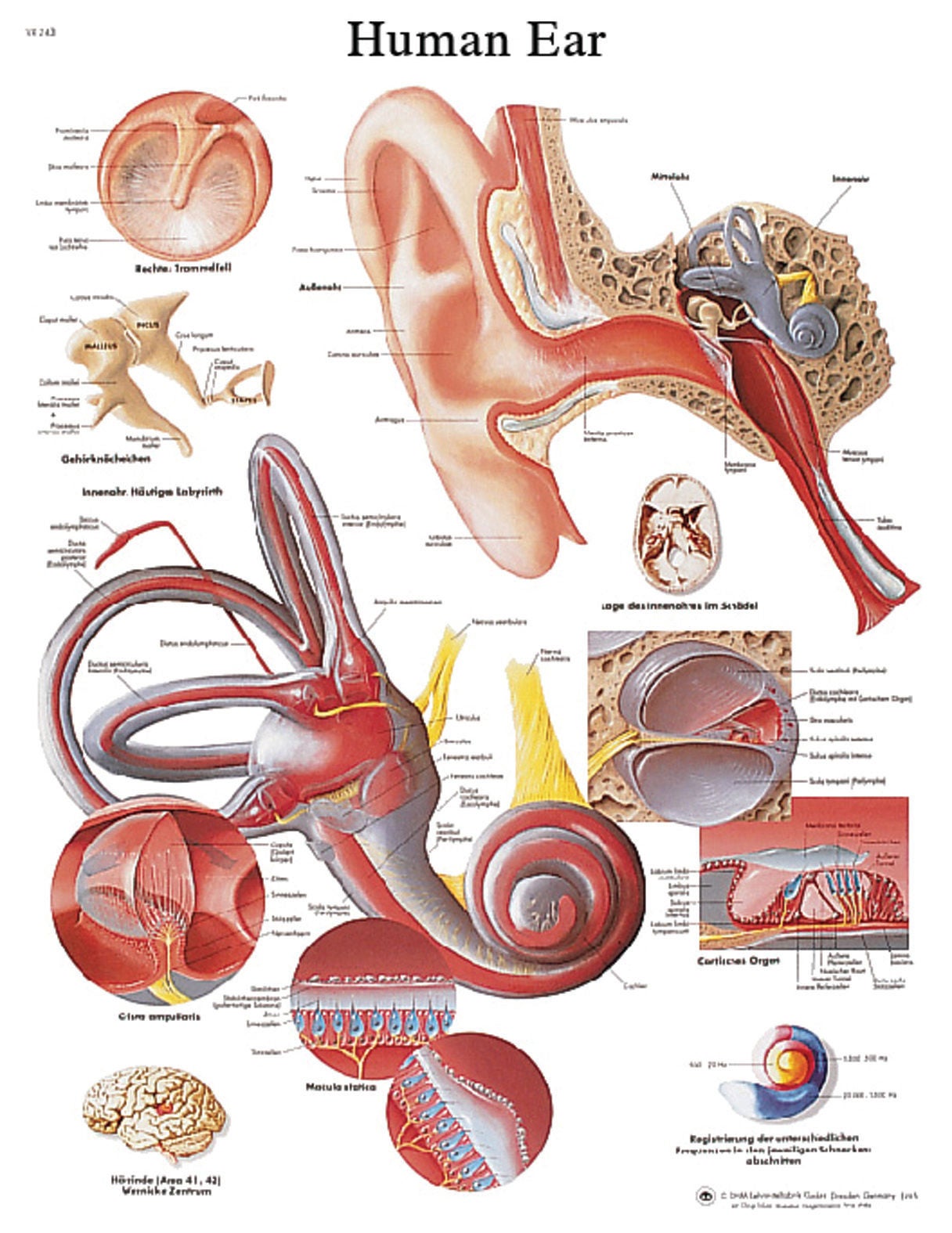 Fabrication Enterprises - 12-4606L Anatomical Chart Ear 20 X 25 Inch Laminated