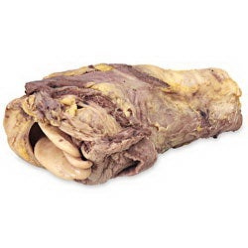 Nasco - LS03612 Preserved Pig Larynx