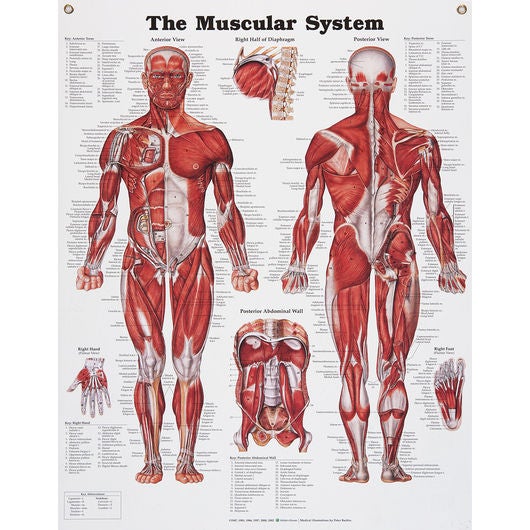 Nasco Healthcare - SB06145 Anatomical Chart Muscular System 20 X 26 Inch Metal Eyelets Laminated