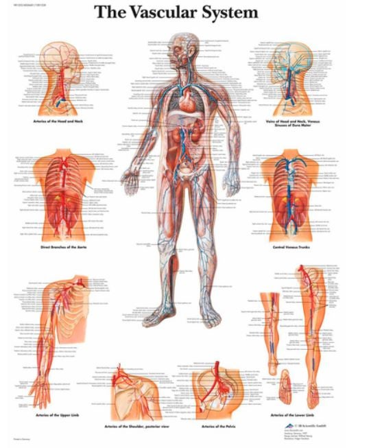 Nasco Healthcare - SB41519 Anatomical Chart 3B Scientific® Vascular System 200 Gram Paper Glossy