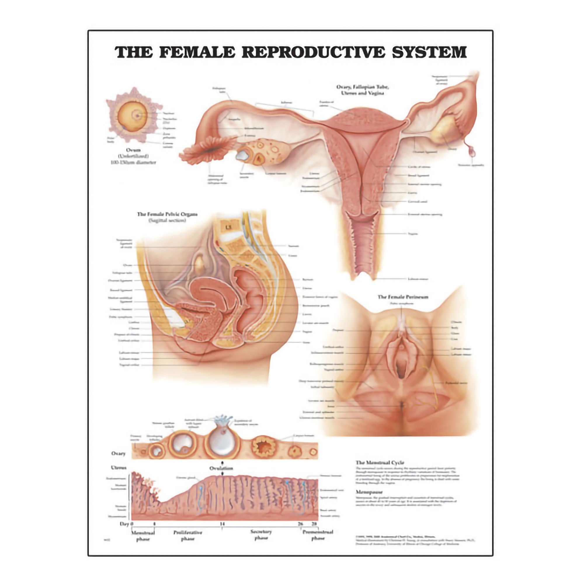Nasco Healthcare - SB06151 Anatomical Chart Wolters Kluwer Female Reproductive System 20 X 26 Inch Wall Mount Laminated