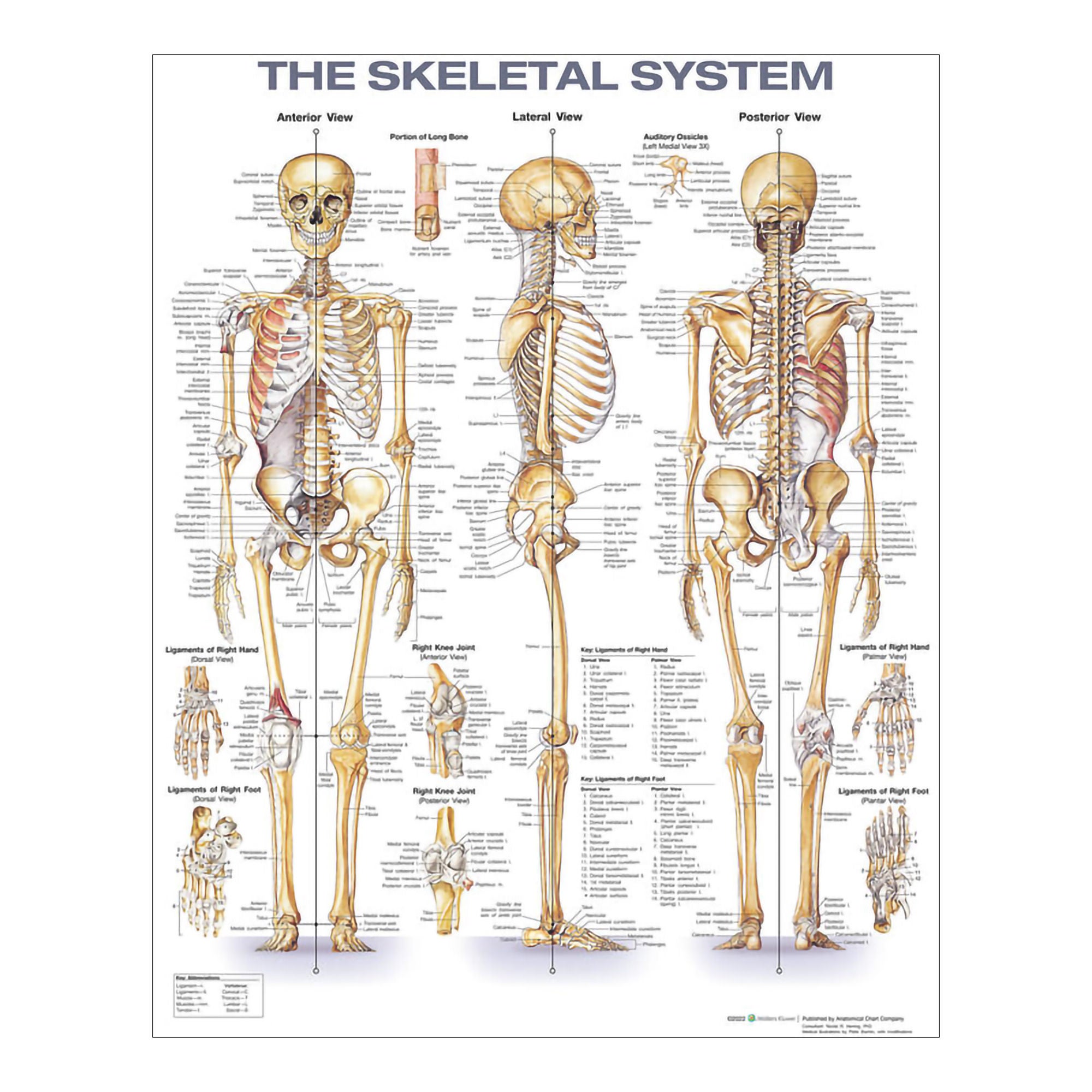 Wolter Kluwer Health Inc - 9781975180232 Anatomical Chart 2nd Edition Skeletal System 20 X 26 Inch Paper Grommets / Wall Mount Laminated