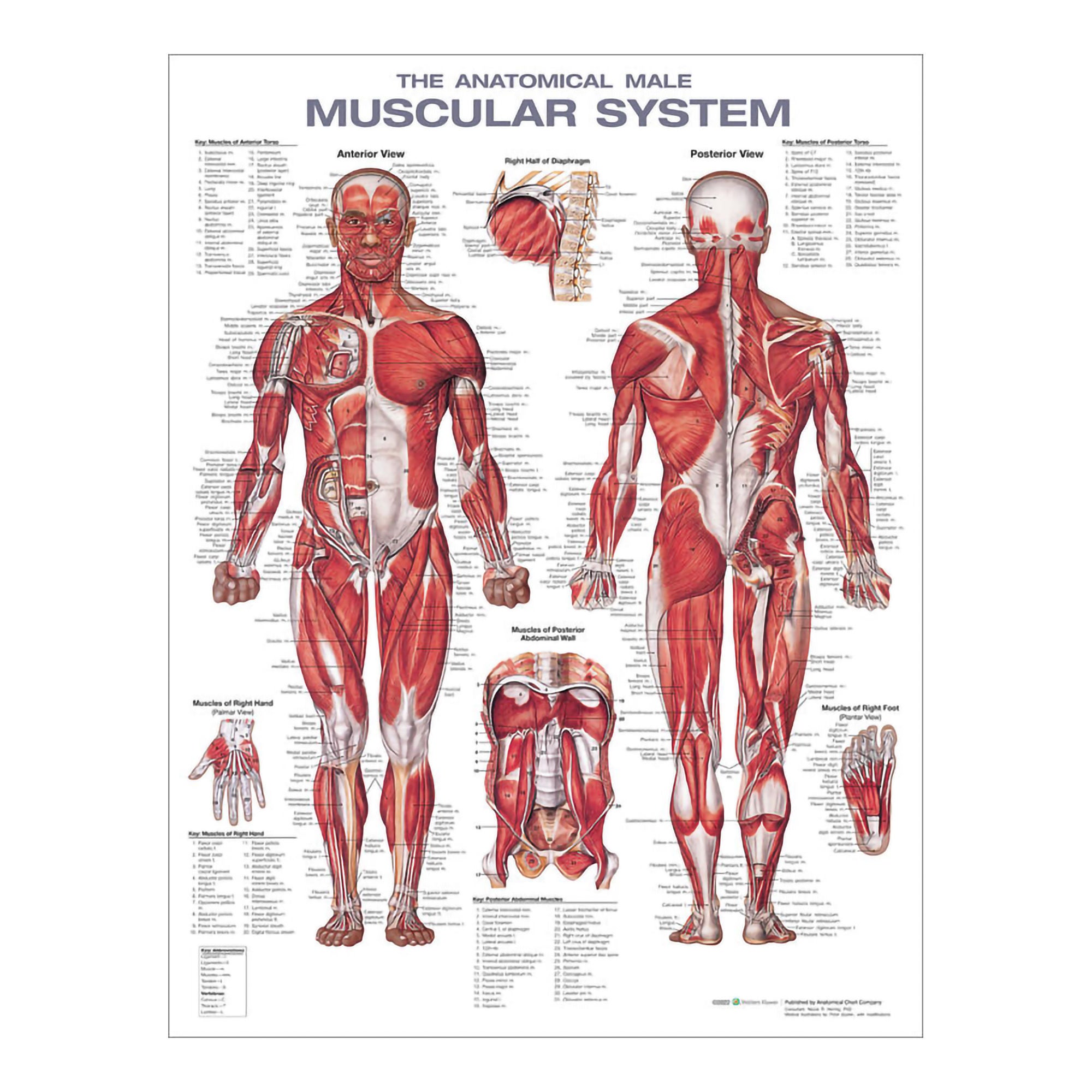Wolter Kluwer Health Inc - 978-1975180225 Anatomical Chart Wolters Kluwer Health Inc Male Muscular System 20 X 26 Inch Heavy Paper Grommets Laminated