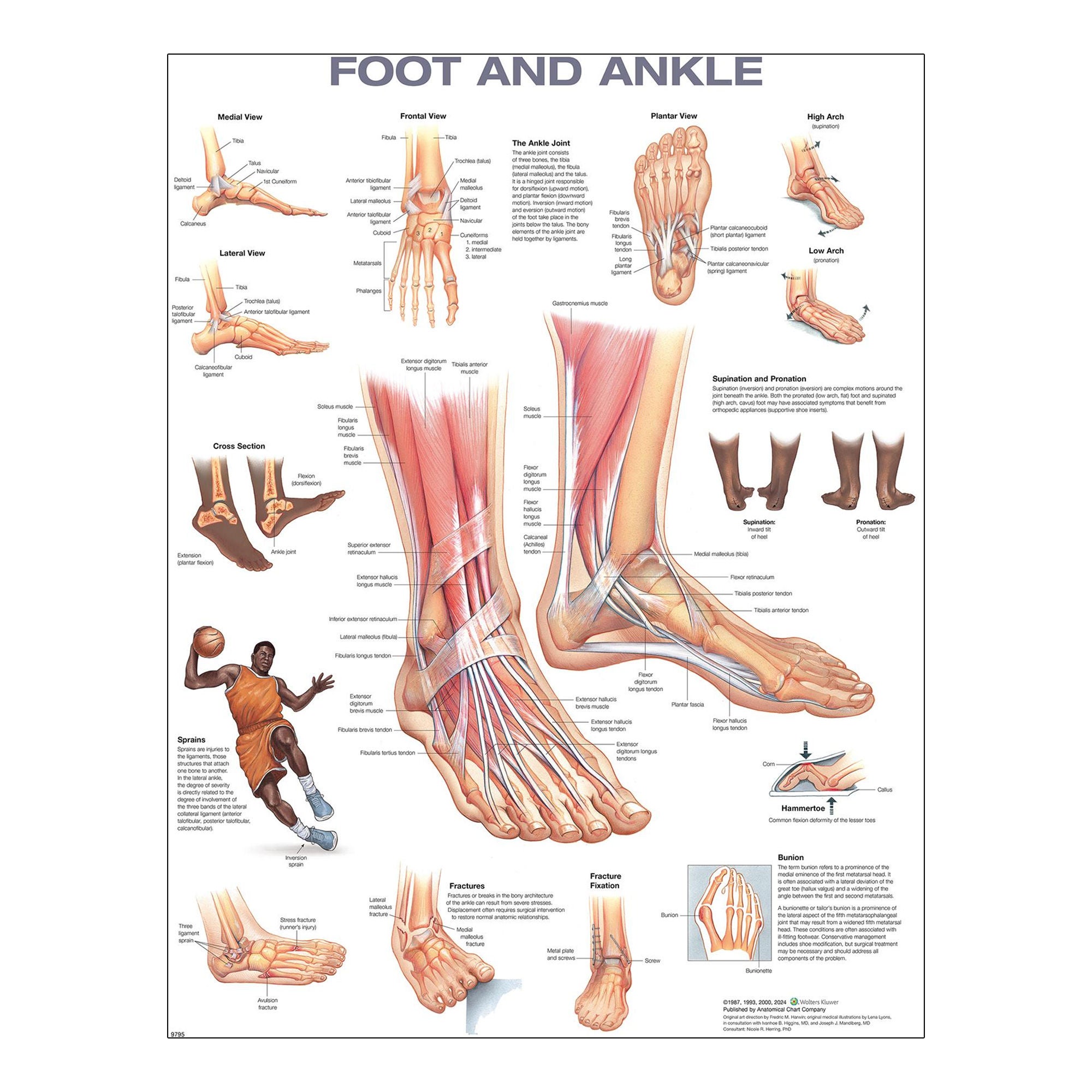 Wolter Kluwer Health Inc - 9781975214197 Anatomical Chart Second Edition Foot and Ankle 20 X 26 Inch Heavy Paper Grommets Laminated
