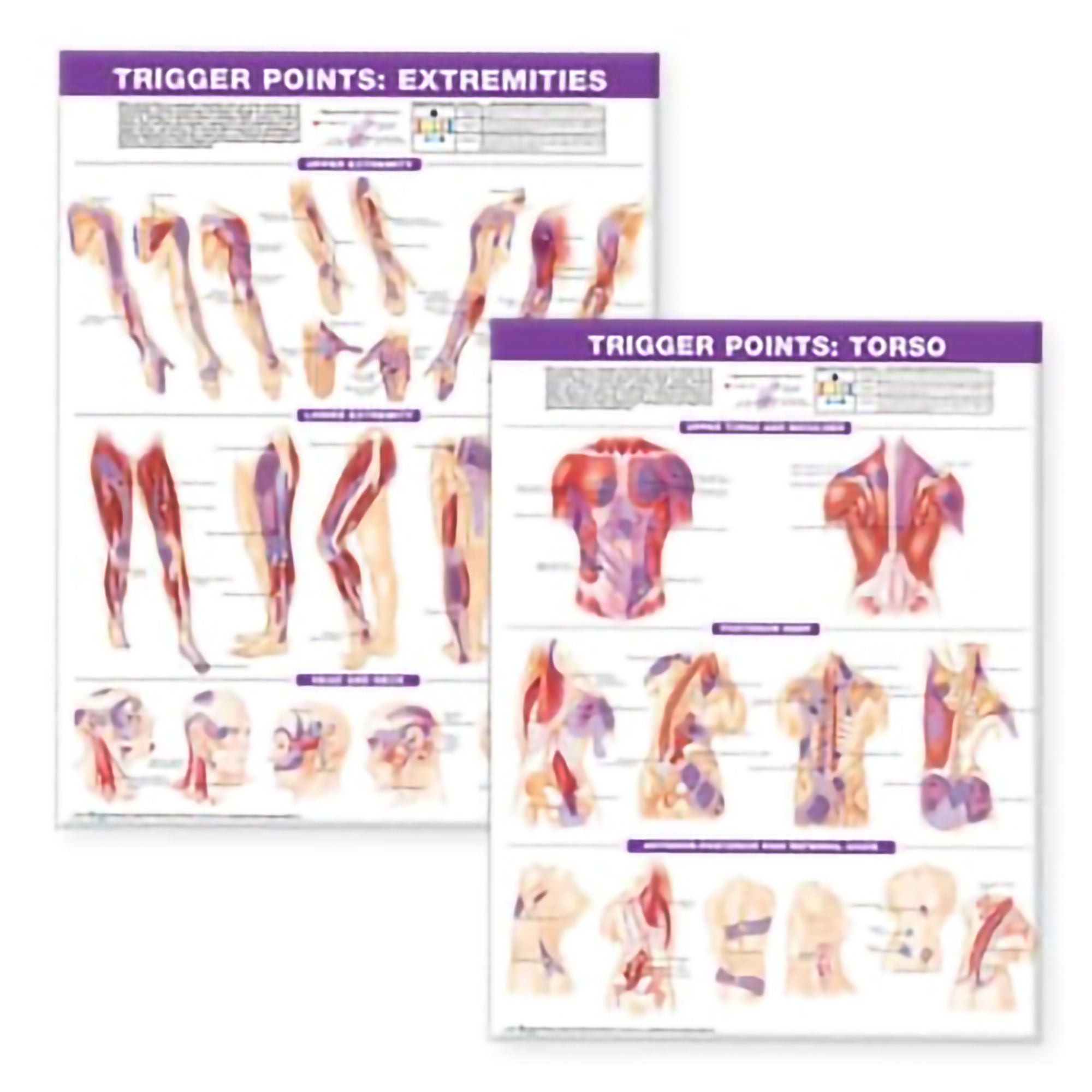 Wolter Kluwer Health Inc - 9780781773072 Anatomical Chart Set Wolters Kluwer Trigger Point Chart Set: Torso & Extremities 20 X 26 Inch Heavy Paper Wall Mount / Chart Stand Laminated