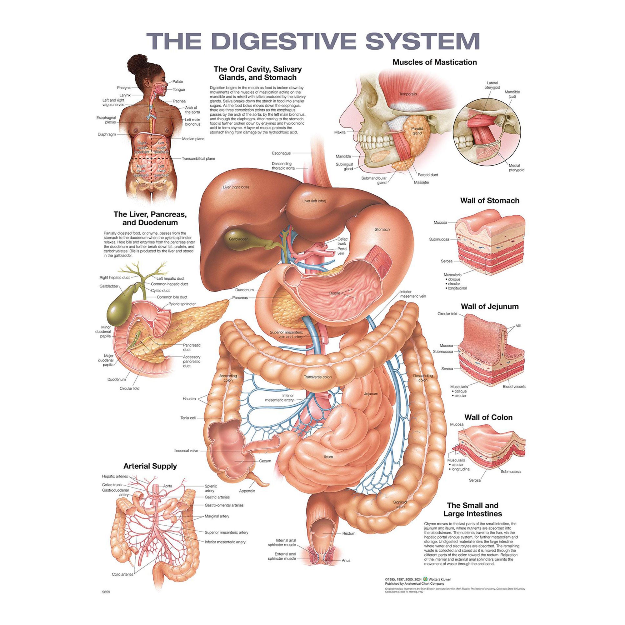 Wolter Kluwer Health Inc - 9781975243265 Anatomical Chart The Digestive System, 2nd Edition 20 X 26 Inch Heavy Paper Frame / Hang Laminated
