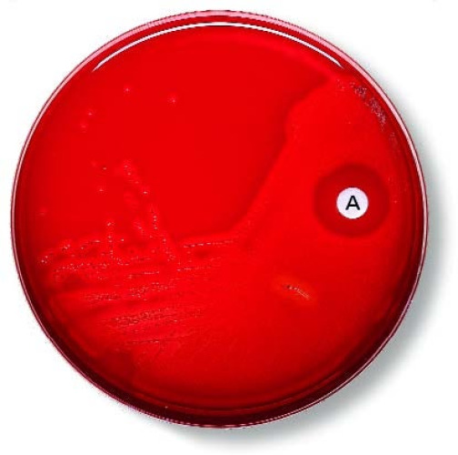 BD - 231552 BD Taxo™ A Disc