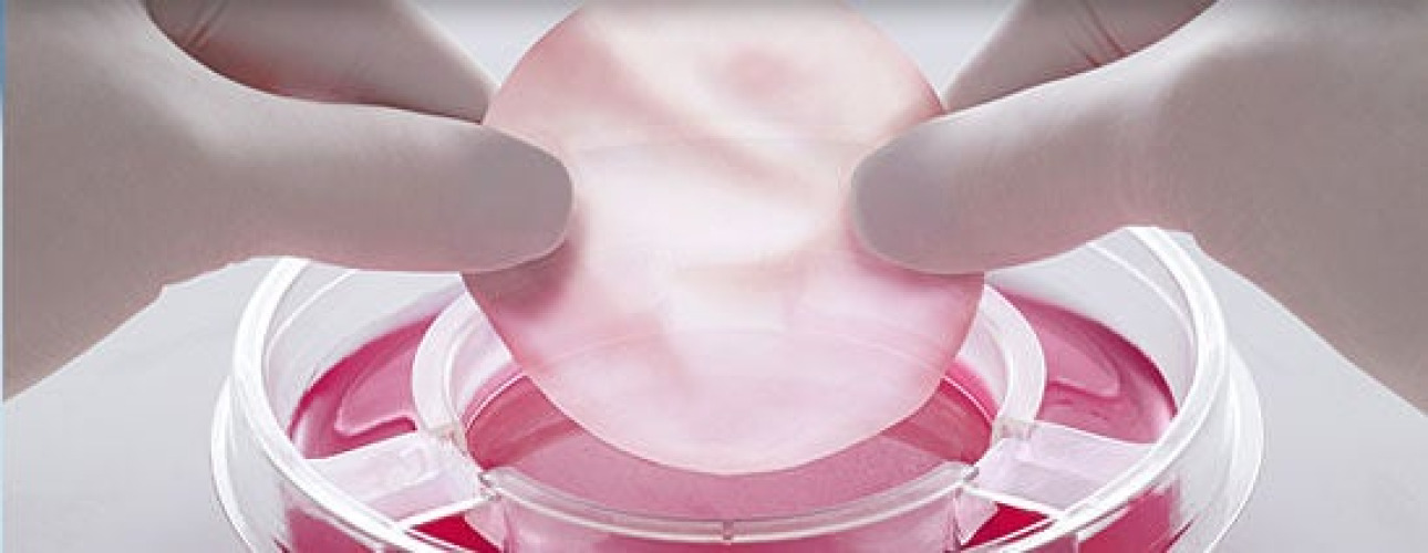 Organogenesis - 11USCOM01 Skin Graft Therapy Apligraf® Round Viable Human Cells, Cultured in Vitro
