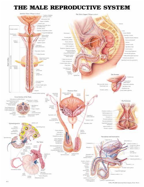Wolter Kluwer Health Inc - 9781587790317 Anatomical Chart Male Reproductive System 20 X 26 Inch Paper Unmounted Laminated