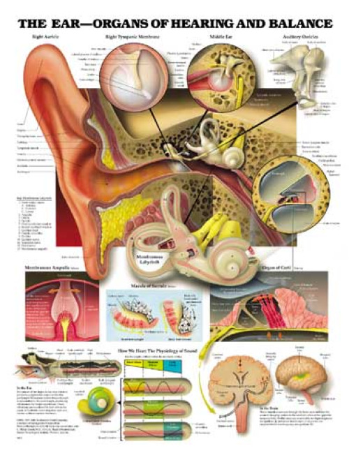 Wolter Kluwer Health Inc - 9781587791208 Anatomical Chart Ear -Organs of Hearing and Balance 20 X 26 Inch Plastic Wall Mount Laminated