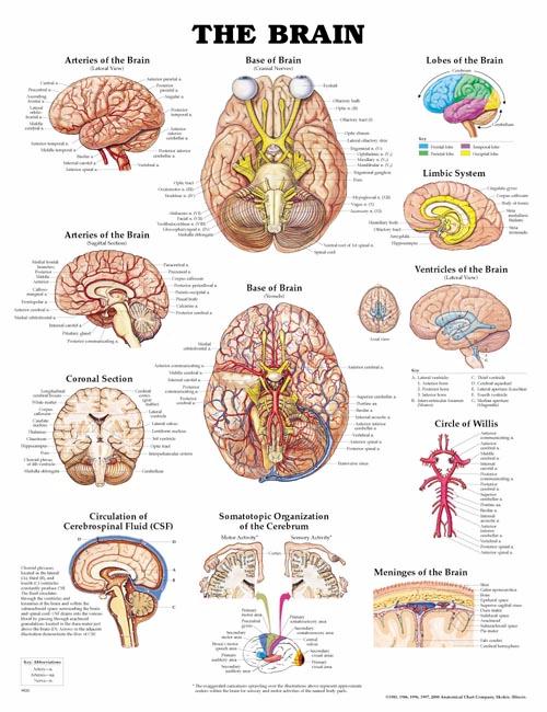 Wolter Kluwer Health Inc - 9781587791055 Anatomical Chart Brain 20 X 26 Inch Plastic Wall Mount Laminated