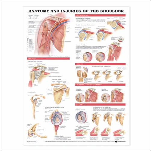 Wolter Kluwer Health Inc - 9781587798085 Anatomical Chart Anatomy and Injuries of the Shoulder 20 X 26 Inch Plastic Wall Mount Laminated