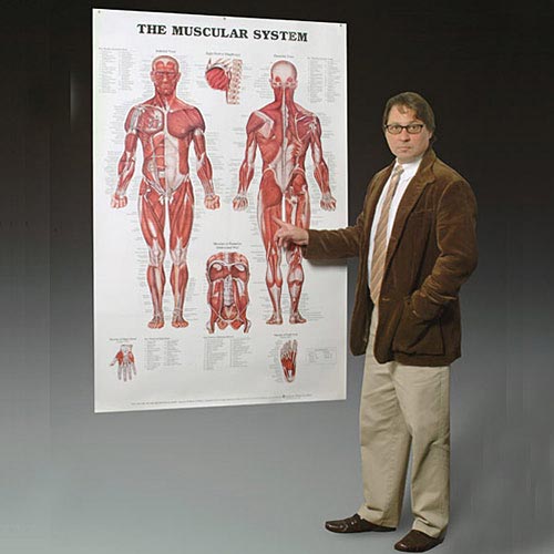 Wolter Kluwer Health Inc - 9781587799815 Anatomical Chart Muscular System 42 X 62 Inch Plastic