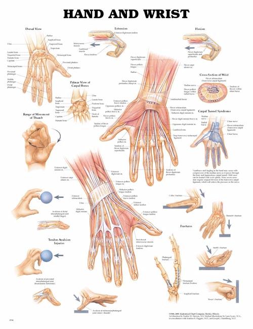 Wolter Kluwer Health Inc - 9781587791420 Anatomical Chart Hand and Wrist 20 X 26 Inch Plastic Wall Mount Laminated