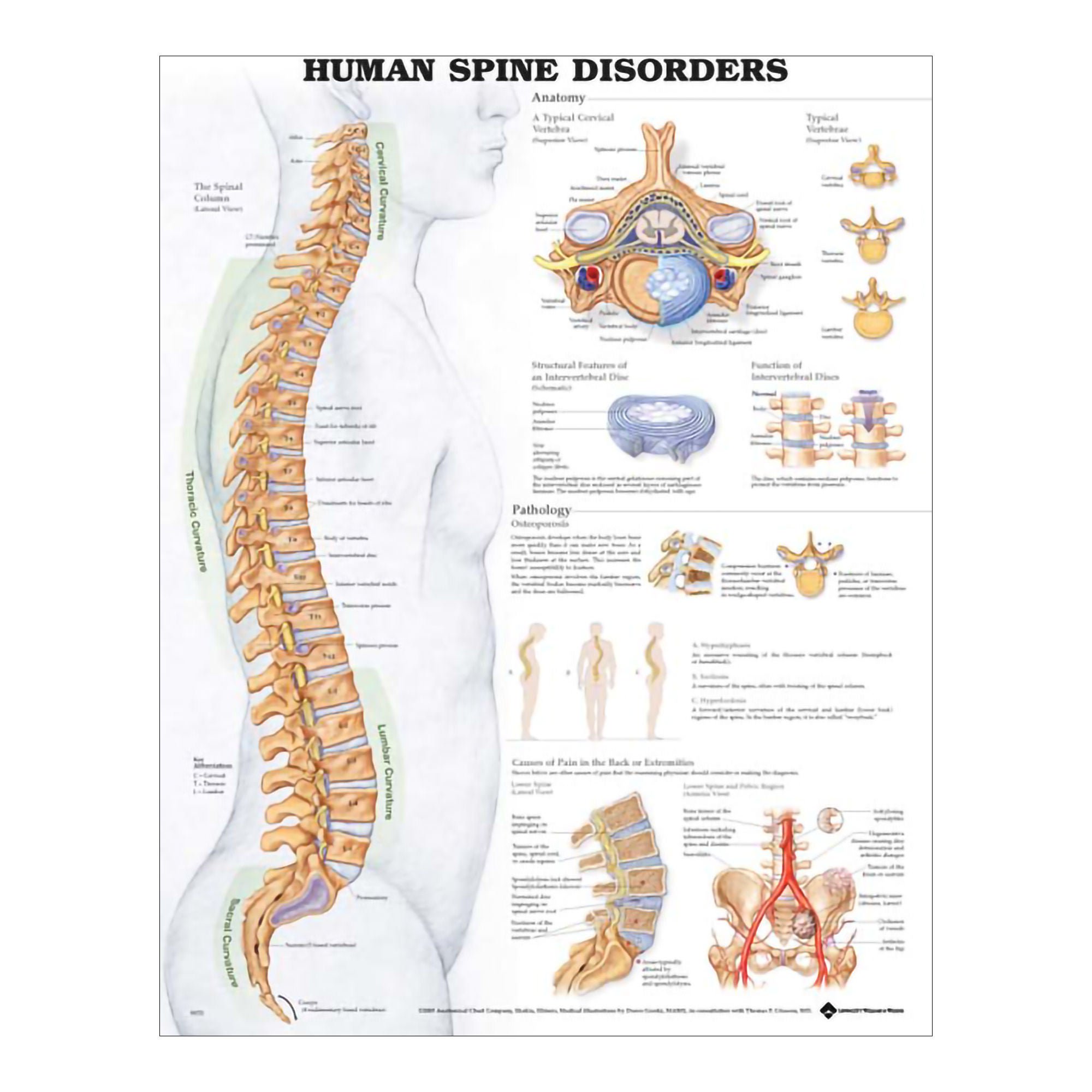 Wolter Kluwer Health Inc - 9781587794438 Anatomical Chart Company Anatomical Chart