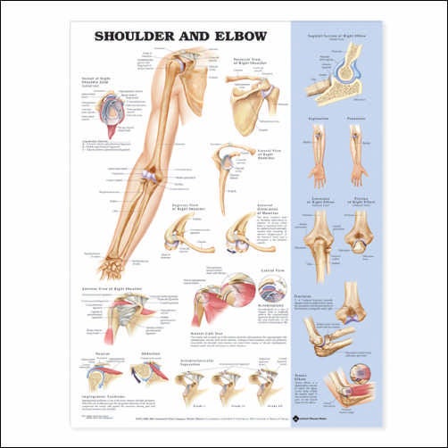 Wolter Kluwer Health Inc - 9781587797552 Anatomical Chart Shoulder and Elbow 20 X 26 Inch Plastic Wall Mount Laminated