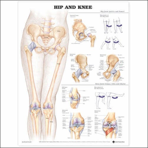 Wolter Kluwer Health Inc - 9781587798665 Anatomical Chart Hip and Knee 20 X 26 Inch Plastic Wall Mount Laminated