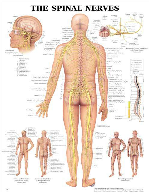Wolter Kluwer Health Inc - 9781587792052 Anatomical Chart Spinal Nerve 20 X 26 Inch Heavy Paper Grommets Laminated