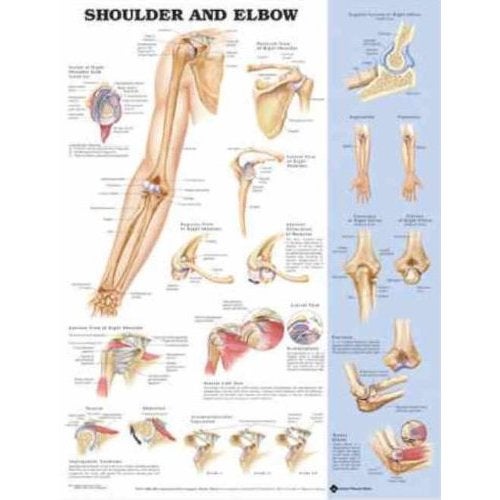 Wolter Kluwer Health Inc - 9781587796852 Anatomical Chart Shoulder and Elbow 20 X 26 Inch Styrene Plastic Grommets Laminated