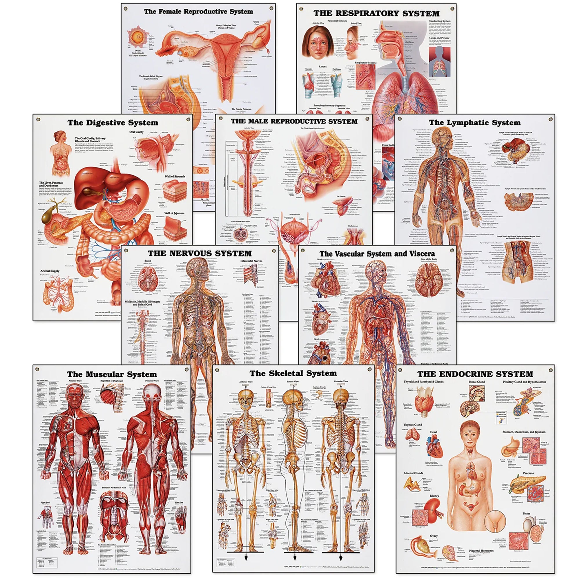 Nasco Healthcare - SB25037 Chart Set Peter Bachin Anatomical Systems 20 X 26 Inch Heavy Paper Grommets Laminated