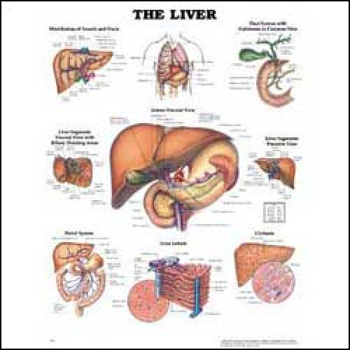 Wolter Kluwer Health Inc - 9781587791758 Anatomical Chart Liver 20 X 26 Inch Heavy Paper Grommets Laminated