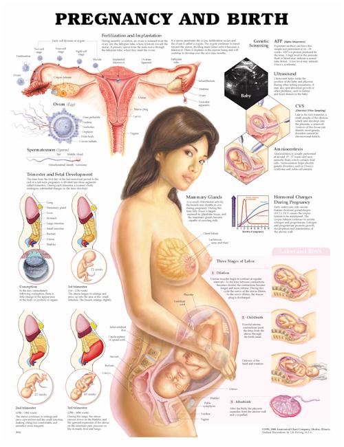 Wolter Kluwer Health Inc - 9781587791840 Anatomical Chart Pregnancy and Birth 20 X 26 Inch Plastic Grommets Laminated