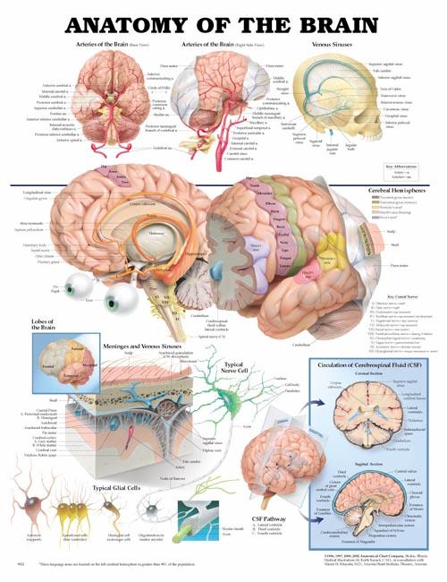 Wolter Kluwer Health Inc - 9781587790898 Anatomical Chart Anatomy of the Brain 20 X 26 Inch Heavy Paper Laminated
