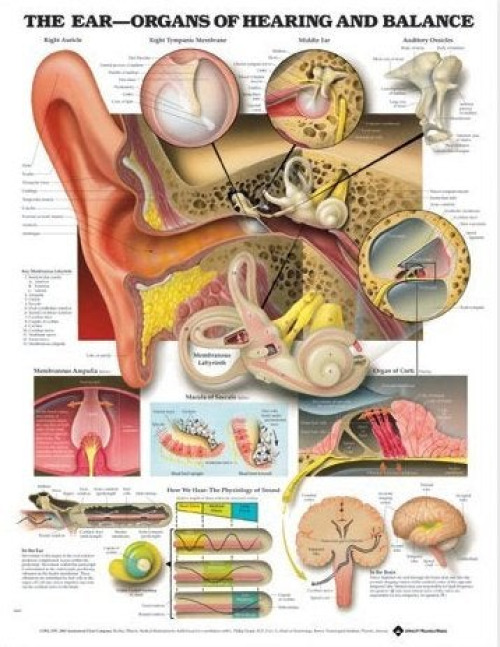 Wolter Kluwer Health Inc - 9781587791215 Anatomical Chart The Ear- Organs of Hearing and Balance 20 X 26 Inch Heavy Paper Unmounted