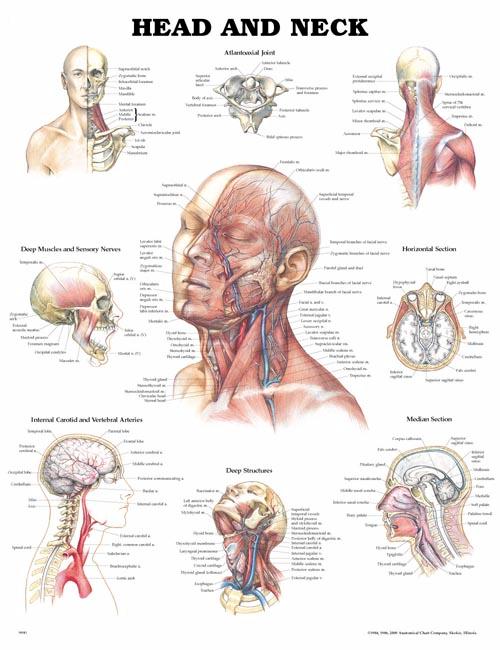 Wolter Kluwer Health Inc - 9781587791475 Anatomical Chart Head and Neck 20 X 26 Inch Heavy Paper Grommets Laminated