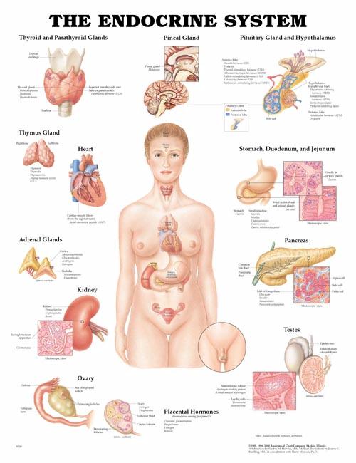 Wolter Kluwer Health Inc - 9781587790157 Anatomical Chart Endocrine System 20 X 26 Inch Heavy Paper Laminated