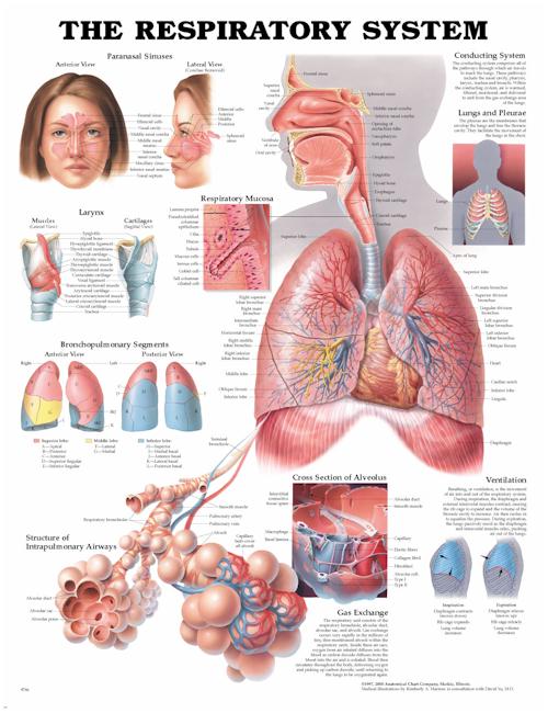 Wolter Kluwer Health Inc - 9781587790539 Anatomical Chart Respiratory System 20 X 26 Inch Heavy Paper Laminated