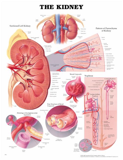 Wolter Kluwer Health Inc - 9781587791710 Anatomical Chart Kidney 20 X 26 Inch Heavy Paper Grommets Laminated
