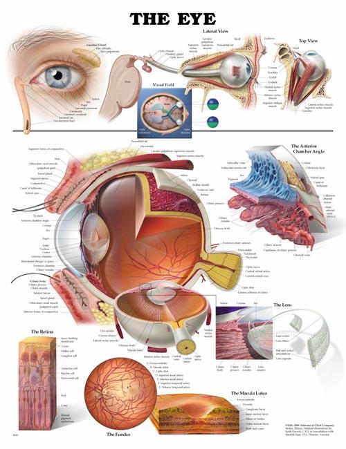 Wolter Kluwer Health Inc - 9781587791260 Anatomical Chart Eye 20 X 26 Inch Heavy Paper Laminated