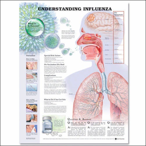 Wolter Kluwer Health Inc - 9781587798863 Anatomical Chart Understanding Influenza 20 X 26 Inch Heavy Paper Laminated