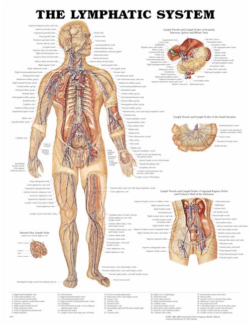 Wolter Kluwer Health Inc - 9781587790256 Anatomical Chart Lymphatic System 20 X 26 Inch Heavy Paper Laminated