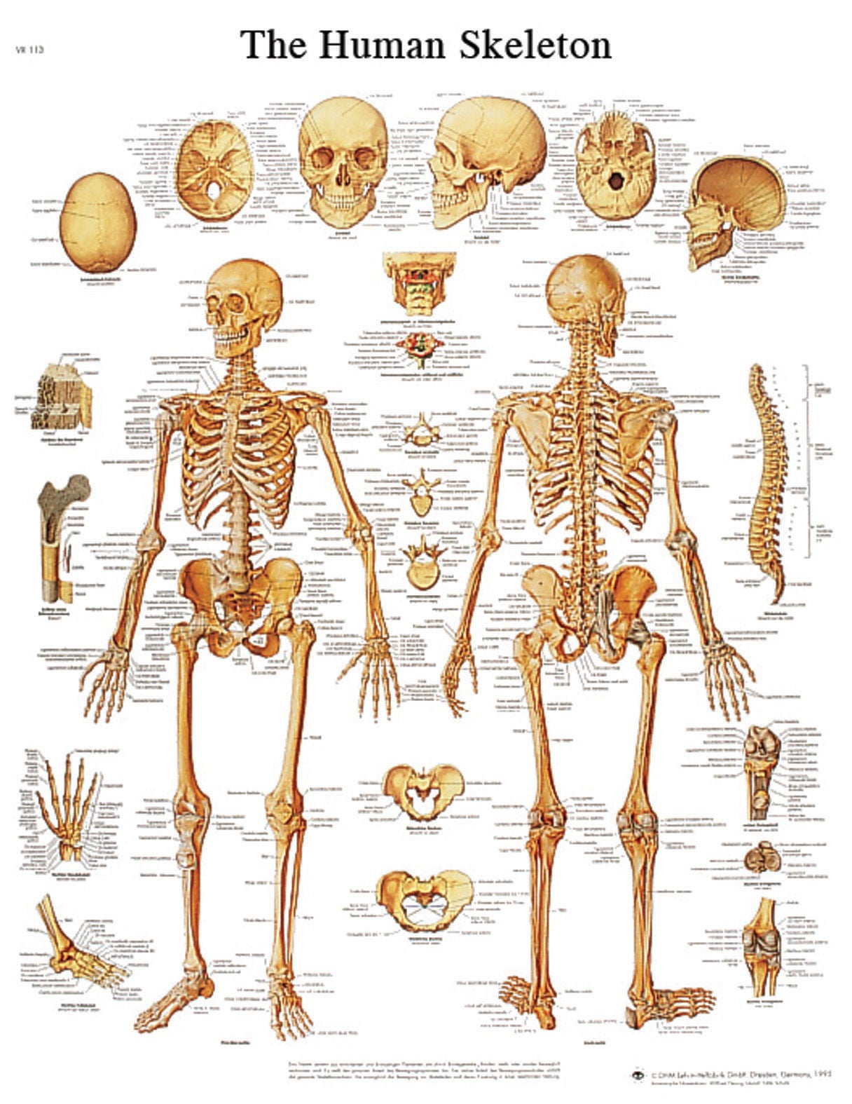 Fabrication Enterprises - 12-4620L Anatomical Chart 3B Scientific® Human Skeleton 20 X 26 Inch Laminated