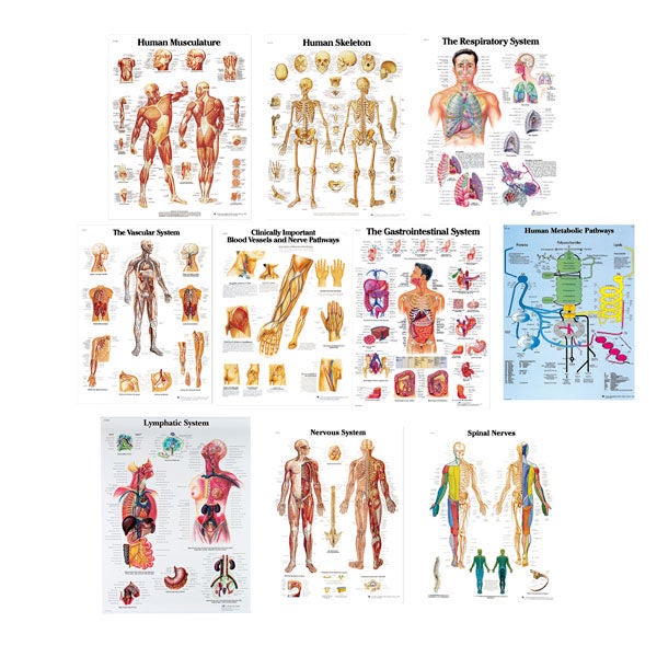 Nasco Healthcare - SB48741 Anatomical Chart Set 20 X 26 Inch Laminated