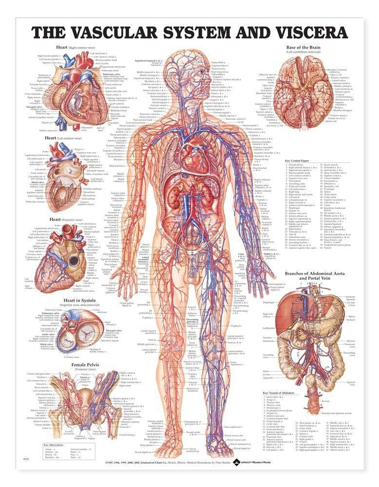 Wolter Kluwer Health Inc - 9781975214333 Anatomical Chart Vascular System 20 X 26 Inch Heavy Paper Grommets Laminated