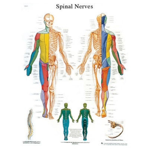 Fabrication Enterprises - 12-4630L Anatomical Chart Spinal Nerves 20 X 25 Inch Laminated
