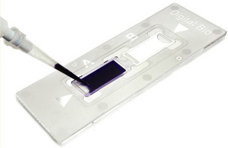 Fisher Anatomical - NC0435502 Disposable C-Chip For Hemocytometer