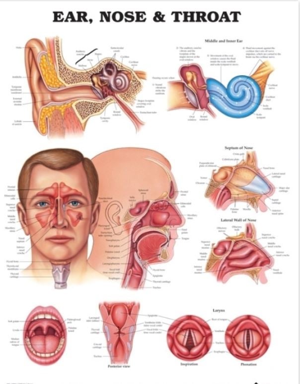 Wolter Kluwer Health Inc - 1587791153 Anatomical Chart Ear, Nose and Throat 20 X 26 Inch Heavy Paper Grommets Laminated