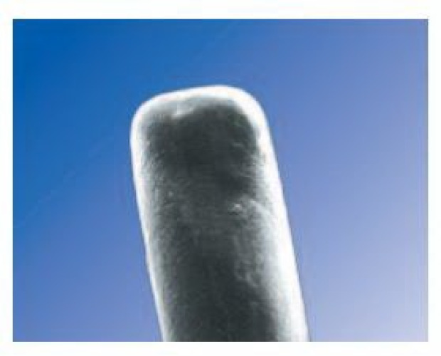 Oasis - 6503 Eye Punctal Plug SOFT PLUG® Collagen Collagen Temporary Occlusion Duration 2 mm Length 0.3 mm Diameter