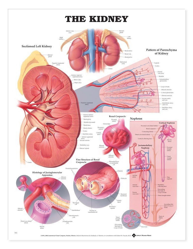Wolter Kluwer Health Inc - 9781587791727 Anatomical Chart Kidney 20 X 26 Inch Heavy Paper Grommets Laminated