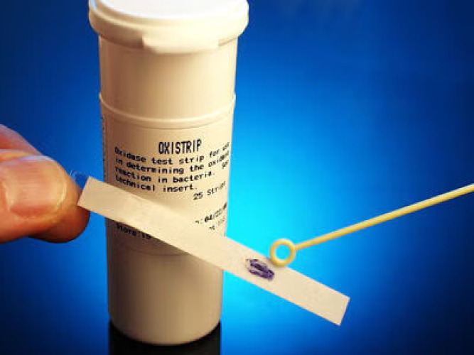 Hardy Diagnostics - Z93 Microorganism Test Kit OxiSticks™ Cytochrome Oxidase Activity 25 Tests